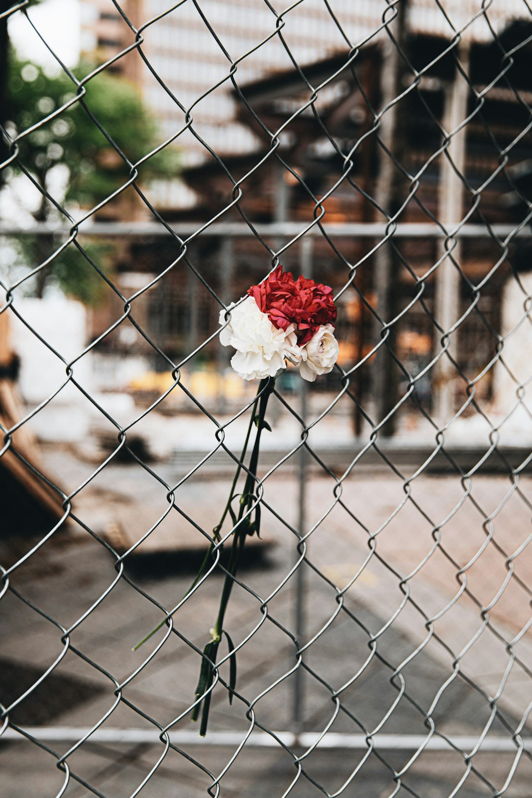 red and white rose on gray metal fence