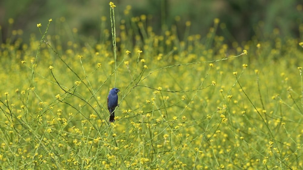 blue bird on green grass during daytime