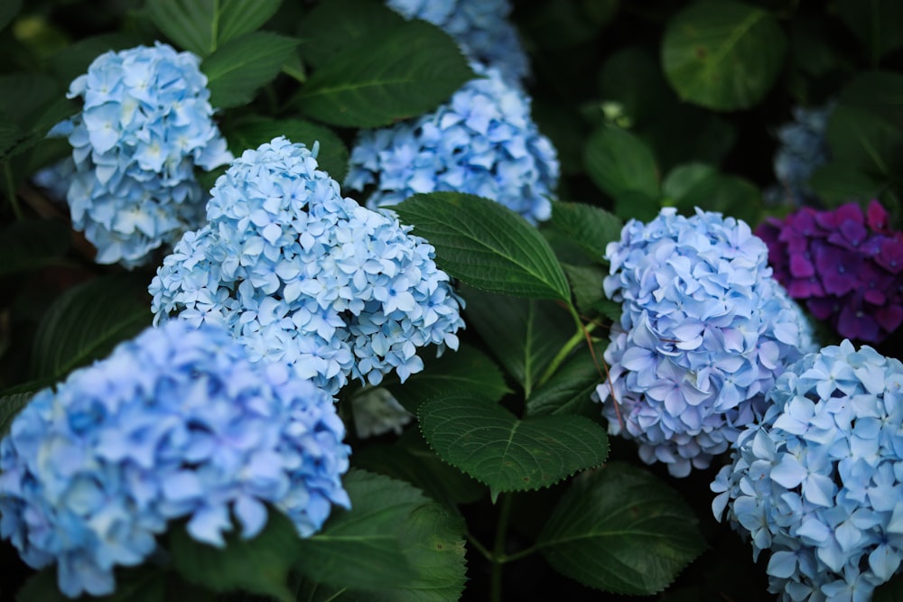 white and blue hydrangeas in bloom during daytime