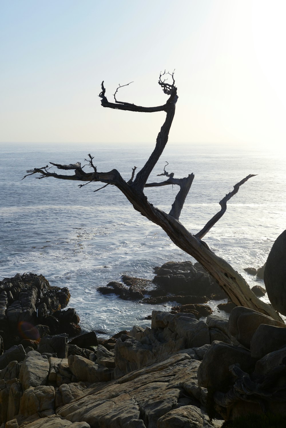 Branche d’arbre brune sur un rivage rocheux pendant la journée
