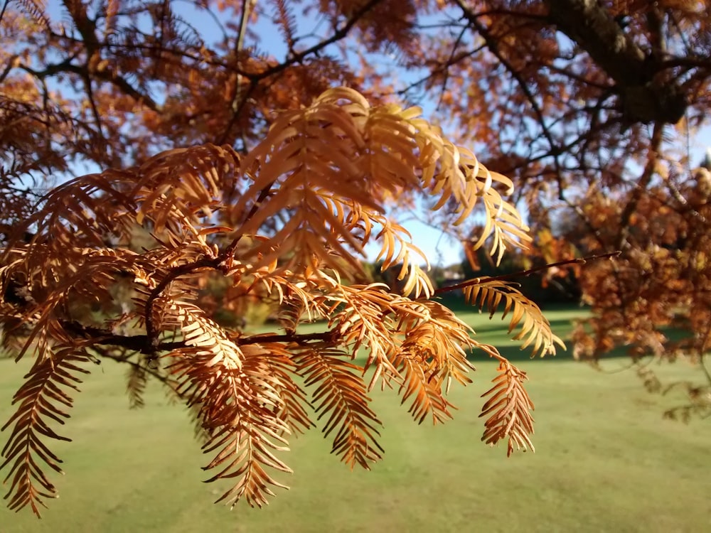 brown leaves on green grass field during daytime