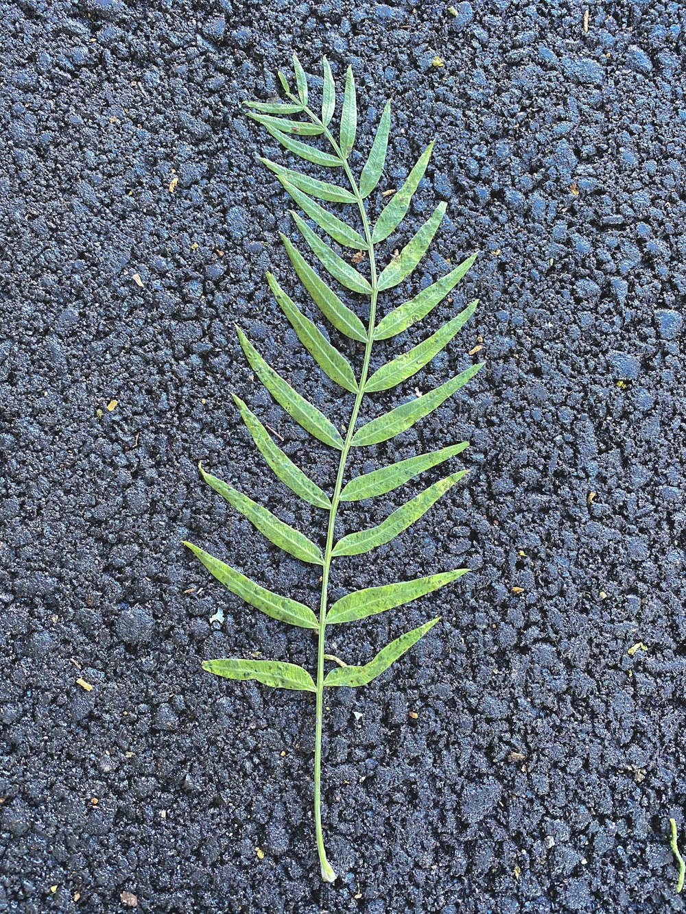 green plant on gray and black concrete floor