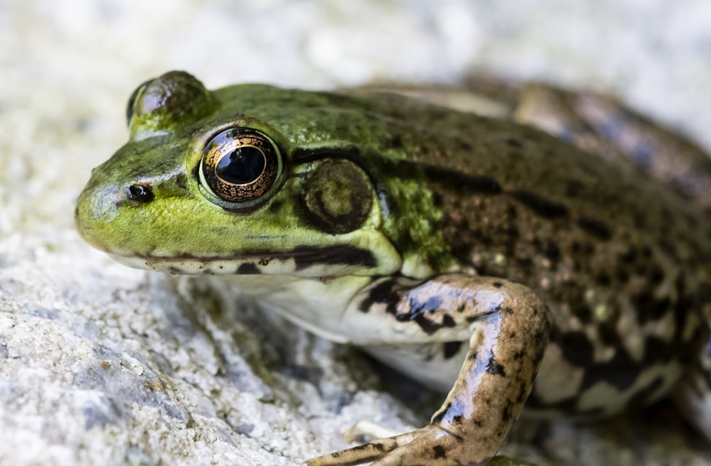 green and black frog on gray rock