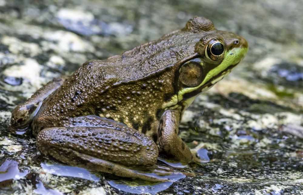 green and brown frog on water