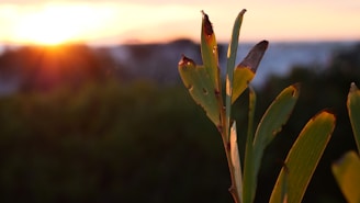 A close-up view of green leaves with brown spots or damage at the tips, set against a blurred background of a sunrise or sunset. The sunlight creates a warm glow, casting soft light and subtle shadows on the foliage.