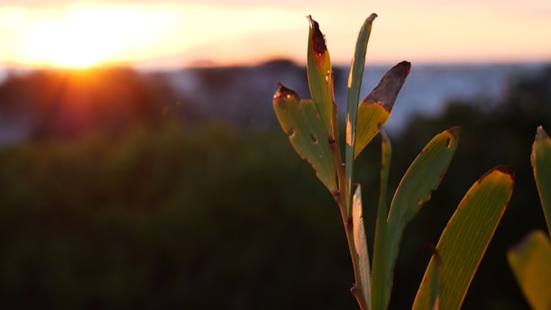 A close-up view of green leaves with brown spots or damage at the tips, set against a blurred background of a sunrise or sunset. The sunlight creates a warm glow, casting soft light and subtle shadows on the foliage.
