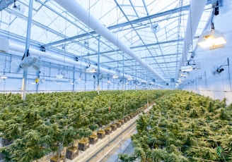 green plants on white metal frame