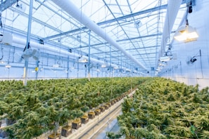 green plants on white metal frame