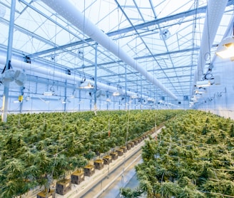 green plants on white metal frame