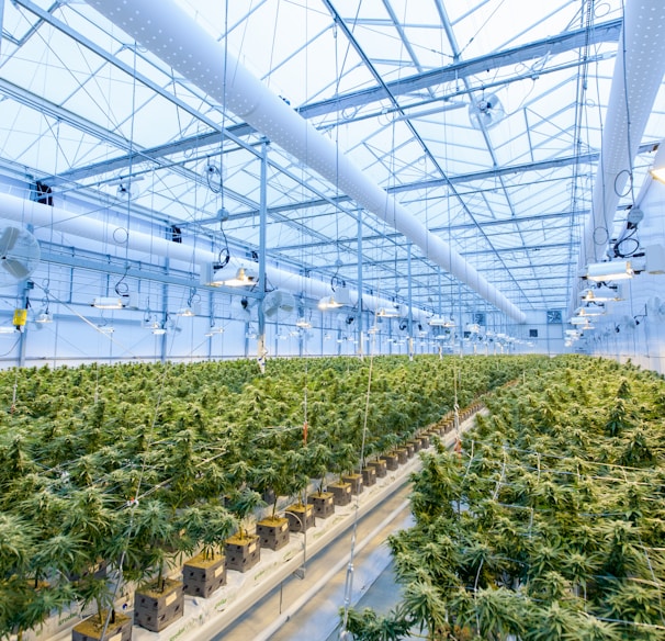 green plants on white metal frame