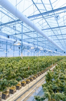 green plants on white metal frame