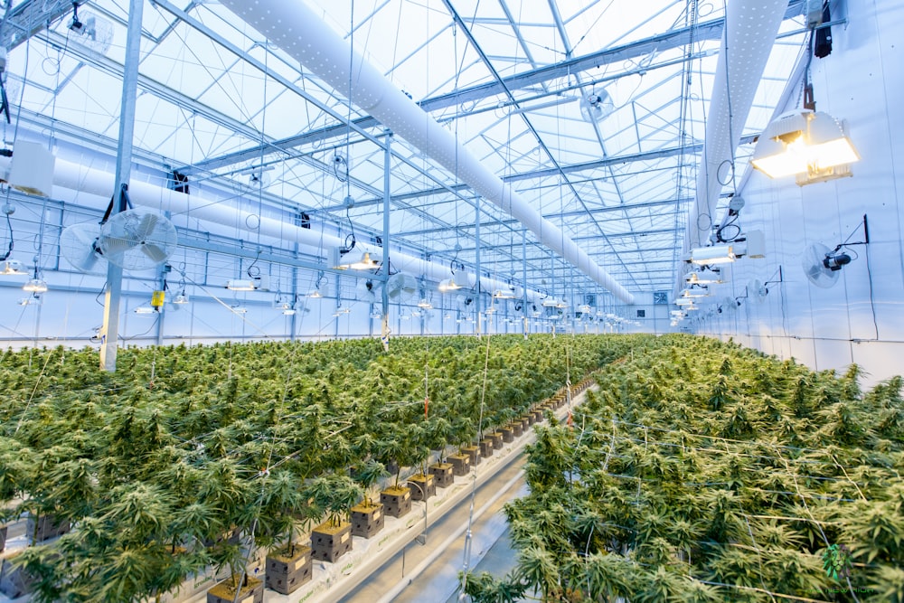 cannabis plants in greenhouse