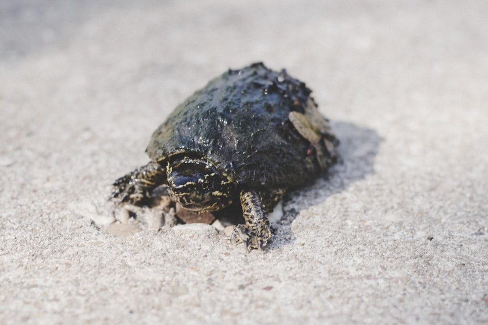 black and brown turtle on white sand during daytime