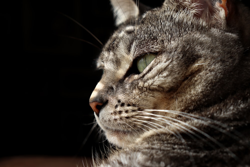 brown tabby cat with yellow eyes