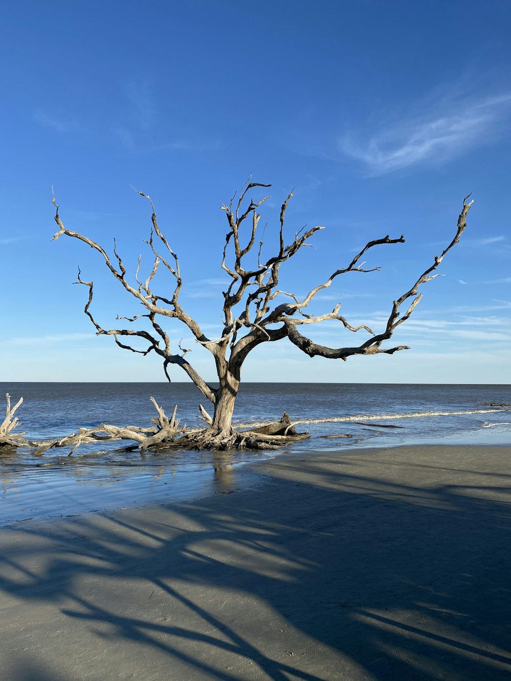 leafless tree on beach shore during daytime