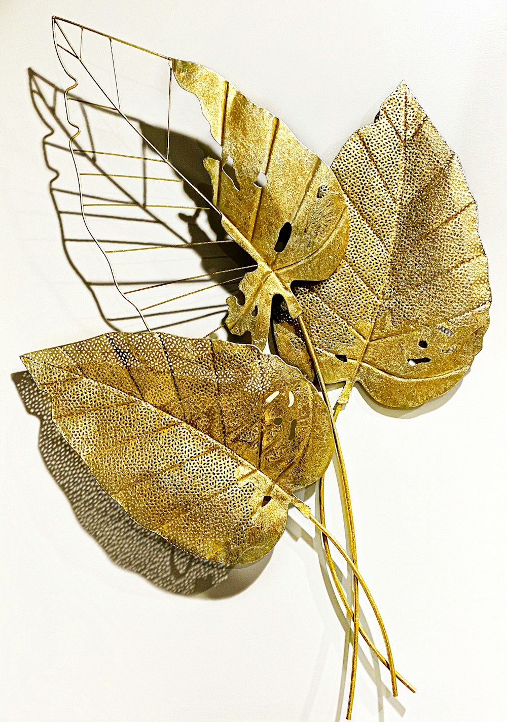 brown leaf with white background