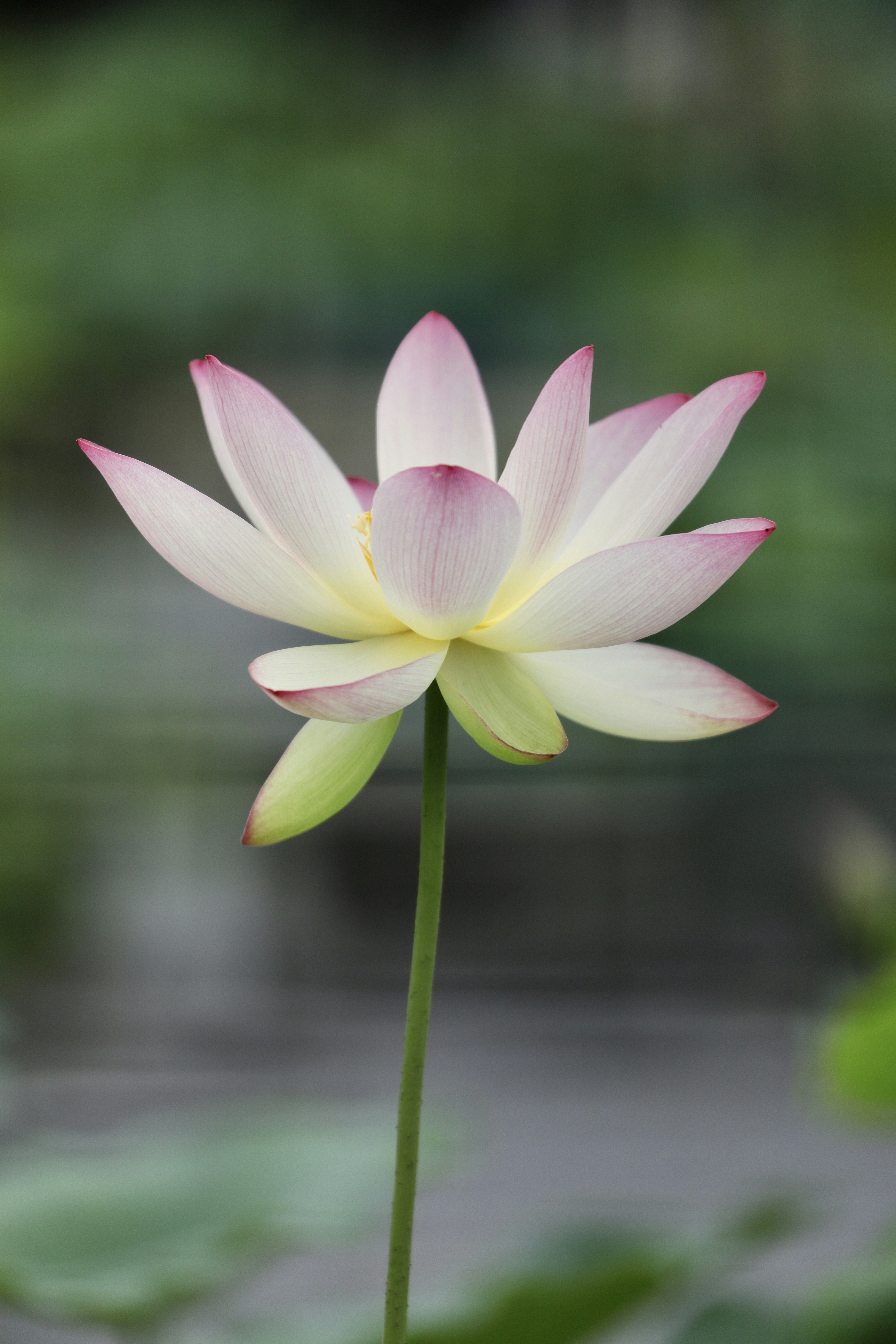 Pink Lotus Flower In Bloom During Daytime Photo Free Magenta Image On Unsplash