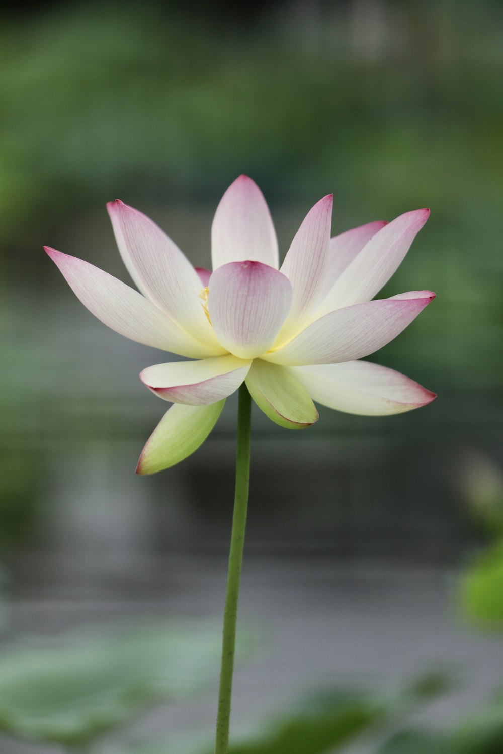 pink lotus flower in bloom during daytime