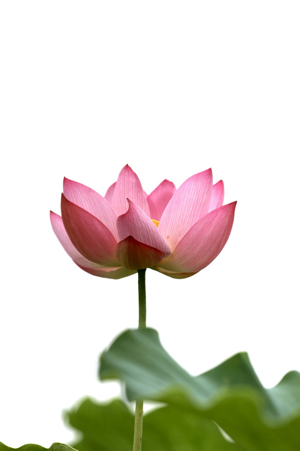 pink lotus flower in bloom