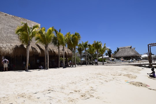 palm trees on white sand beach during daytime in Quintana Roo Mexico