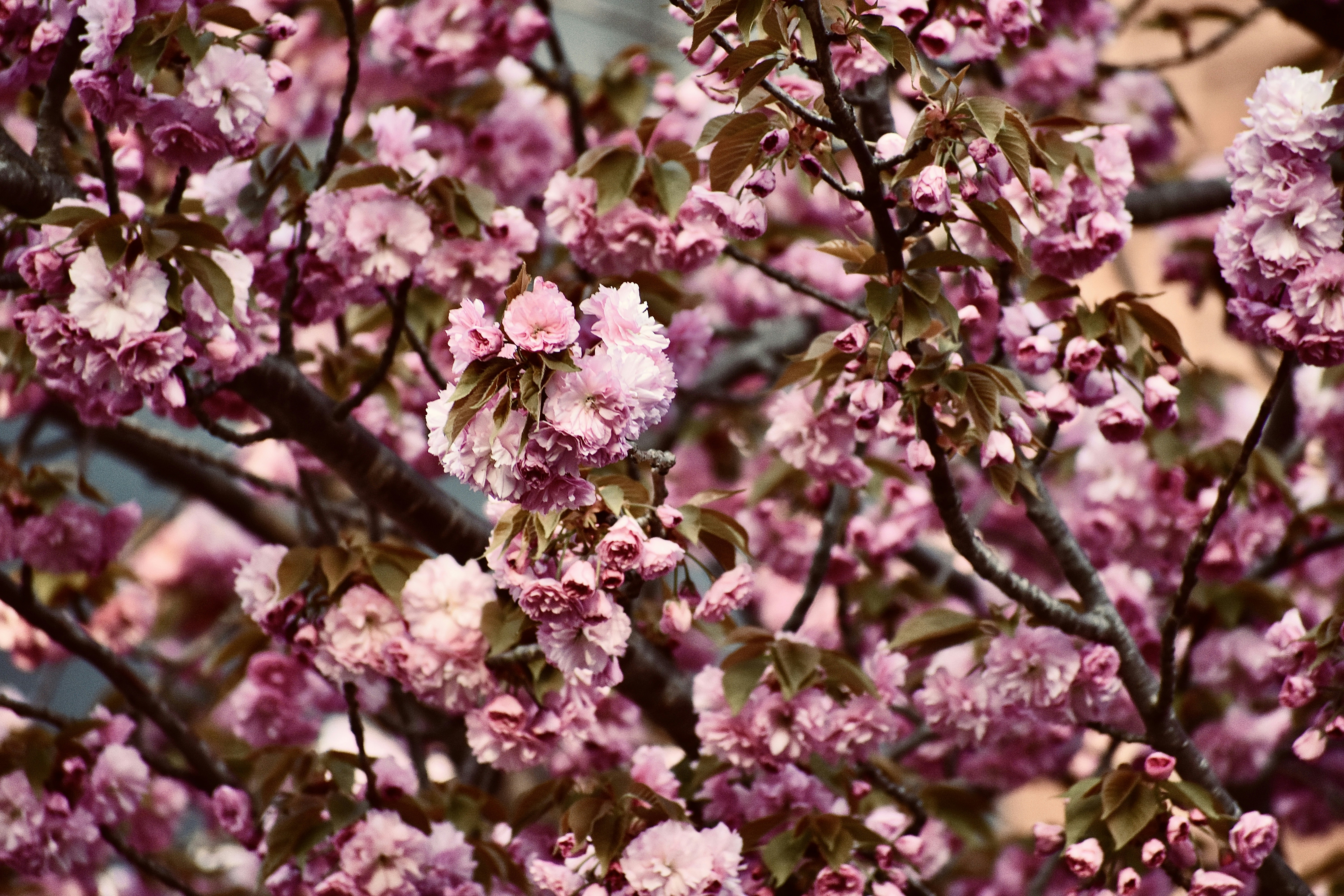 Cerejeira Rosa: Como Cultivar Essa Joia da Natureza em Casa