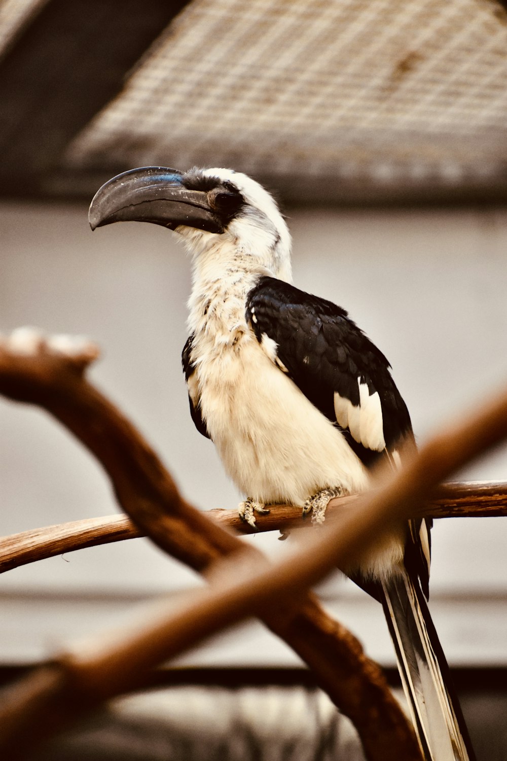 black and white bird on brown tree branch