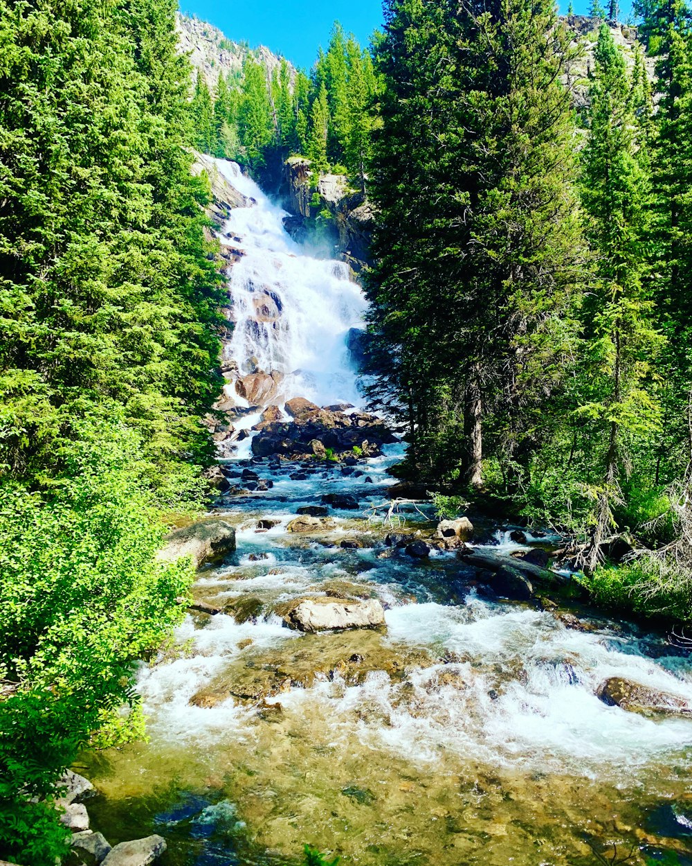 green trees beside river during daytime