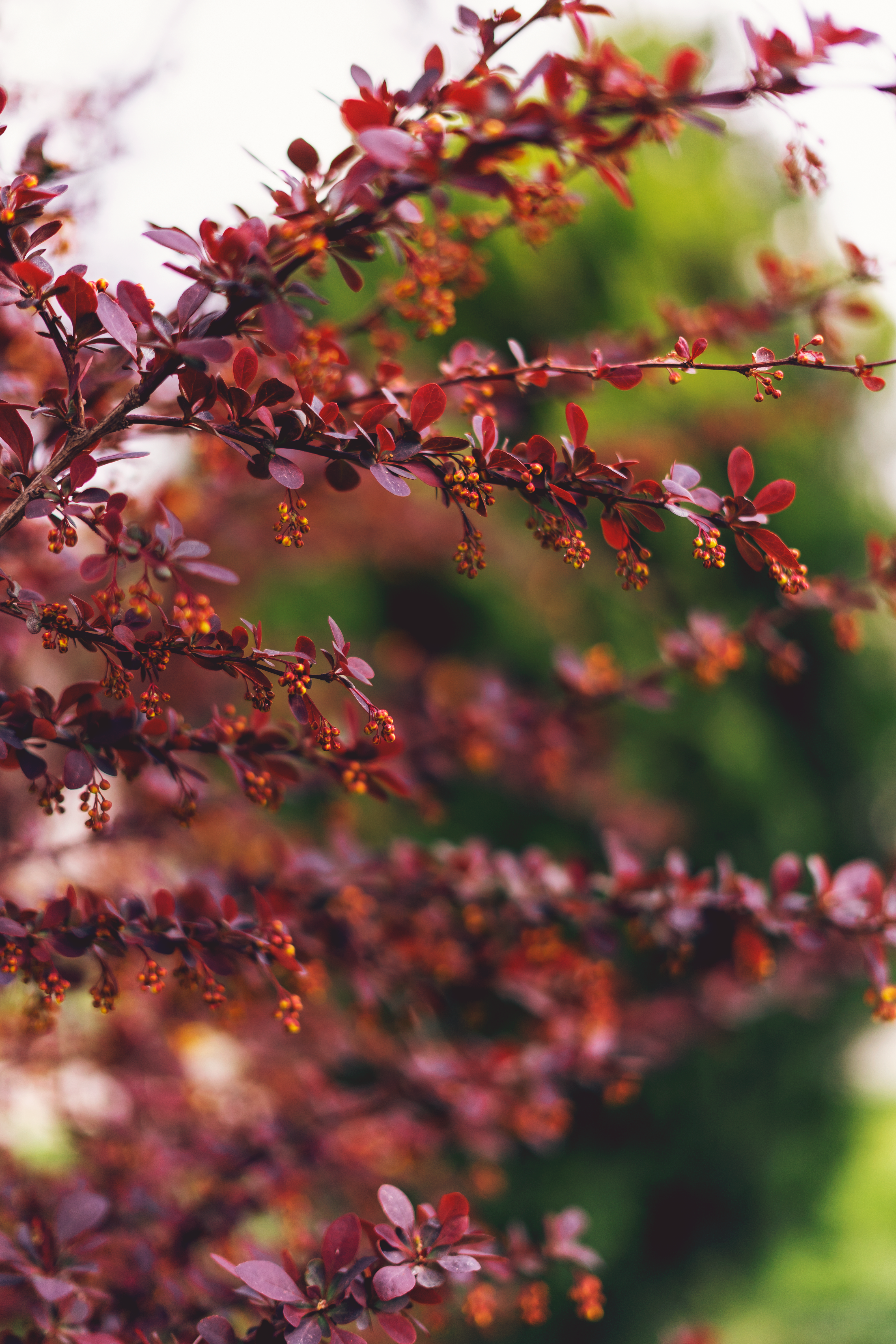 Photo by mohammaddadkhah