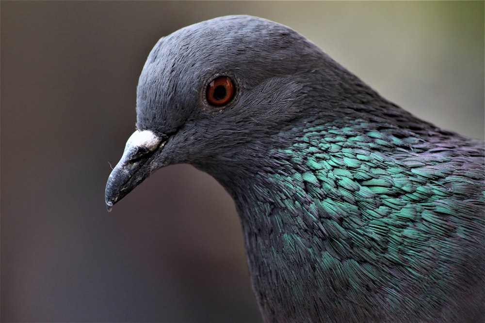 green and gray bird with red eyes