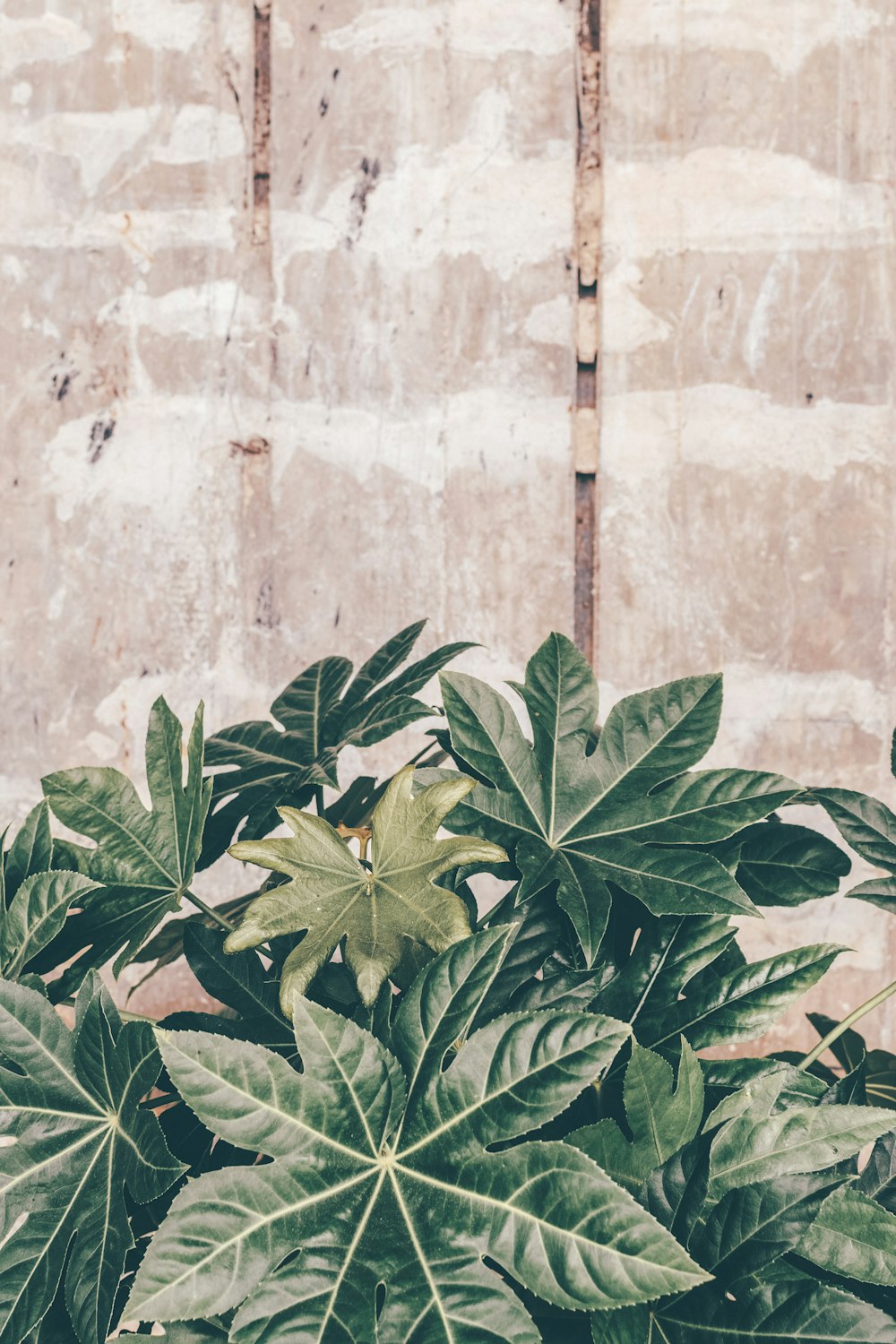 green leaves on brown concrete wall