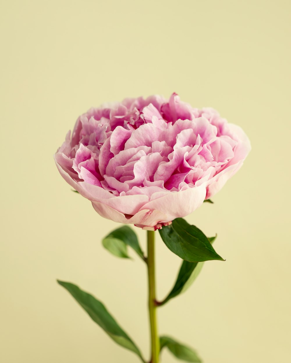 pink rose in bloom close up photo