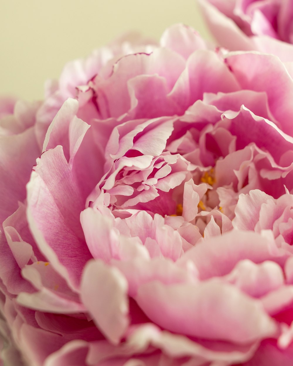 pink flower in macro shot