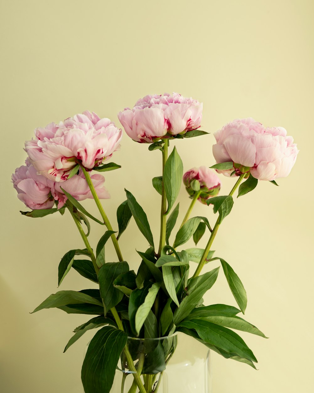 pink roses in clear glass vase