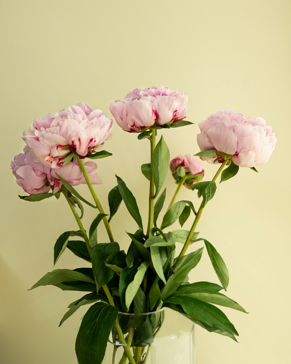 투명 유리 꽃병에 핑크 장미