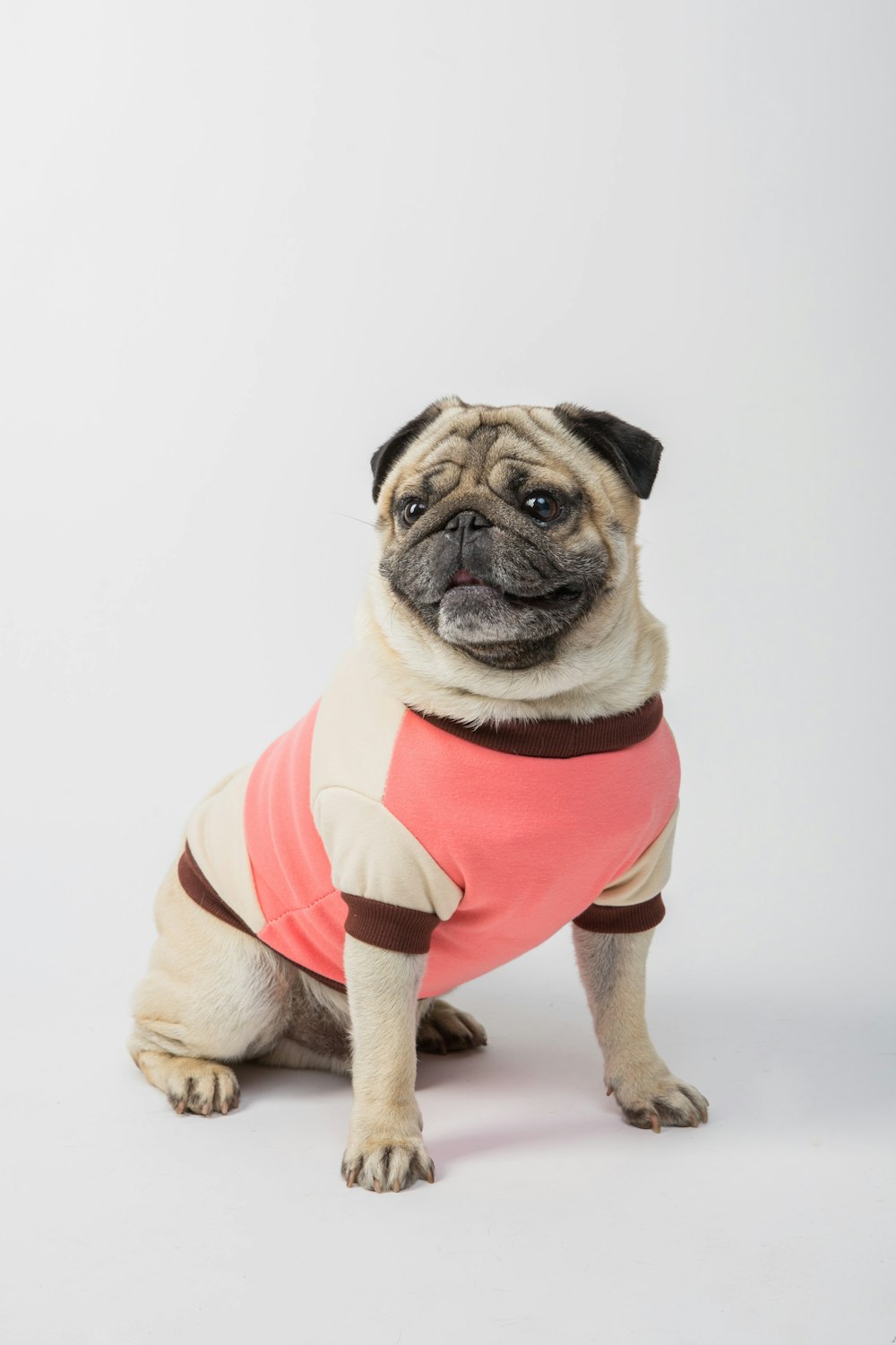 fawn pug wearing red and white striped shirt