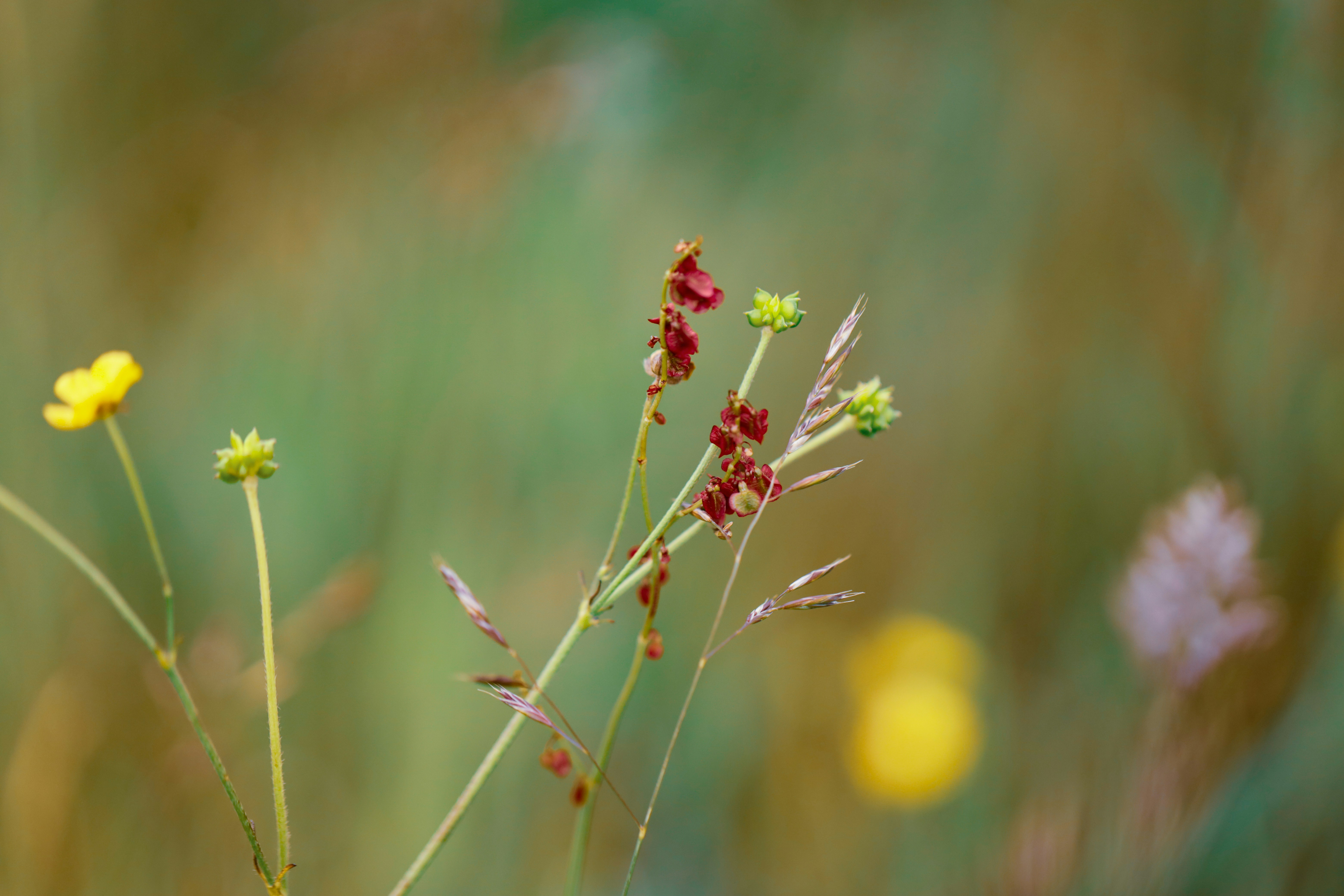 Photo by grievek1610begur