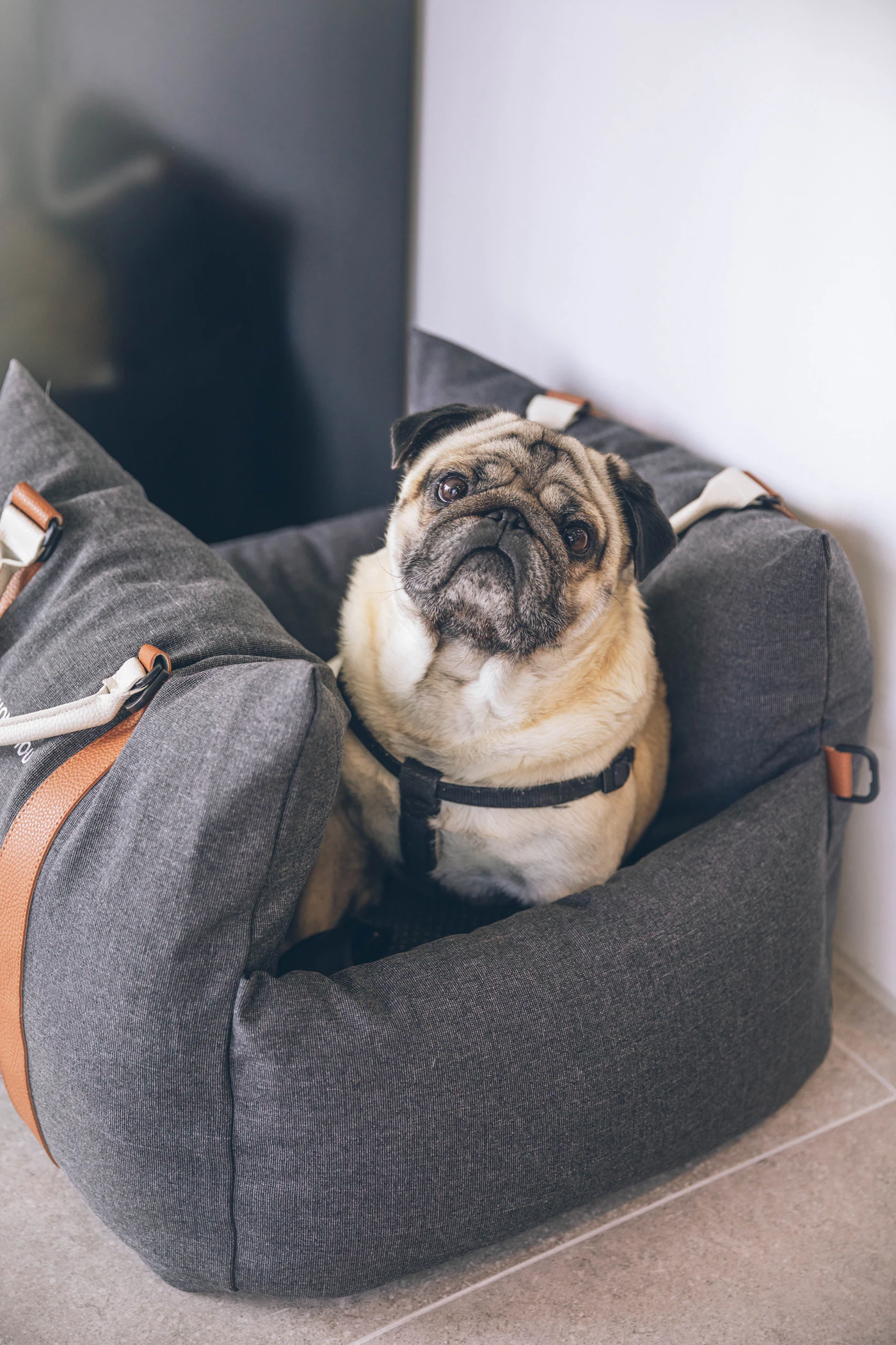 A fawn pug sitting upright inside a padded grey travel carrier with a leather strap