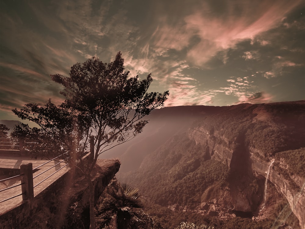 green tree on brown mountain during daytime