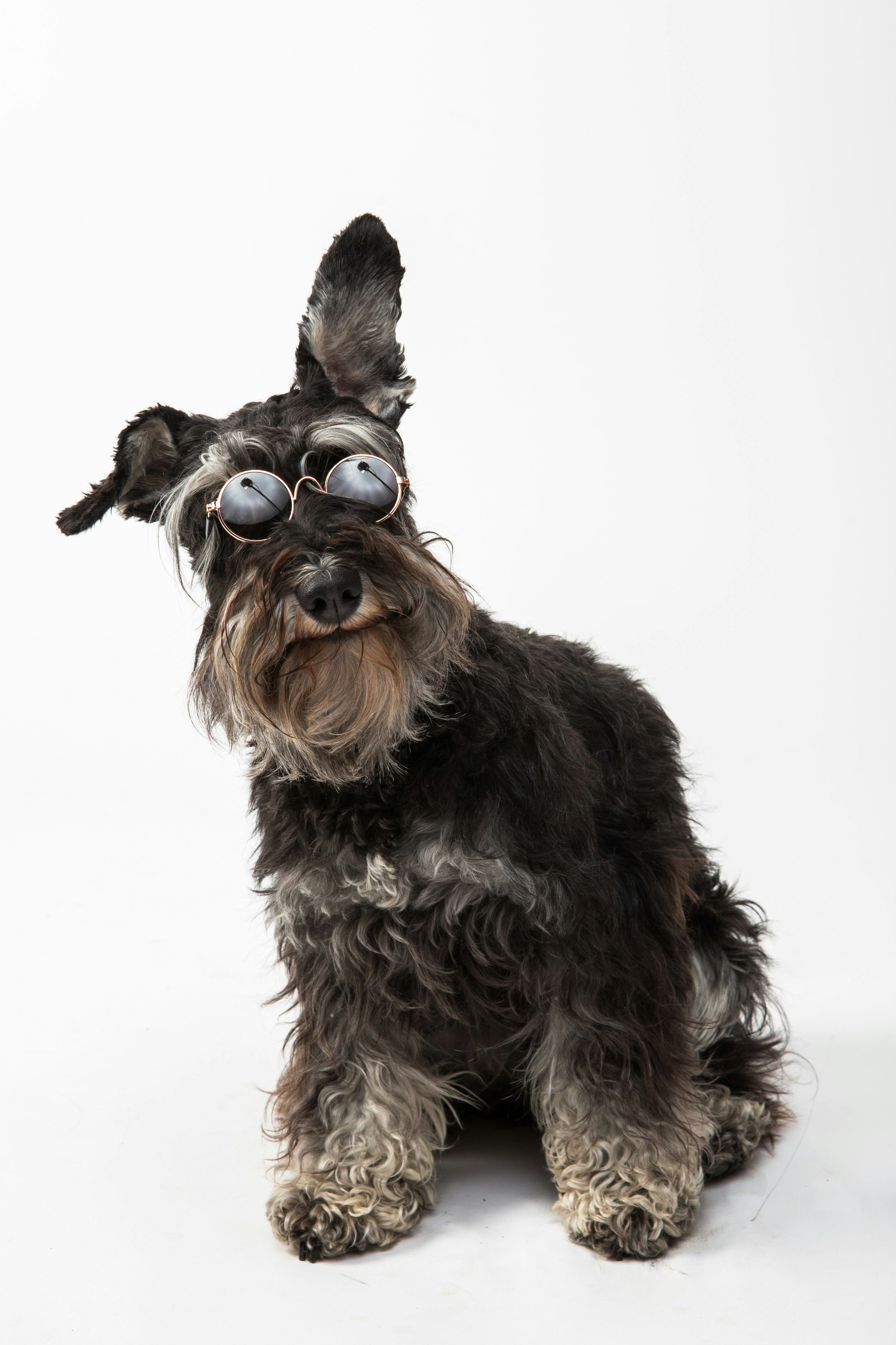 great photo recipe,how to photograph black schnauzer dog with sunglasses on a white background; black and brown long coated small sized dog wearing brown sunglasses