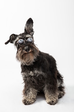 pet photography,how to photograph black schnauzer dog with sunglasses on a white background; black and brown long coated small sized dog wearing brown sunglasses