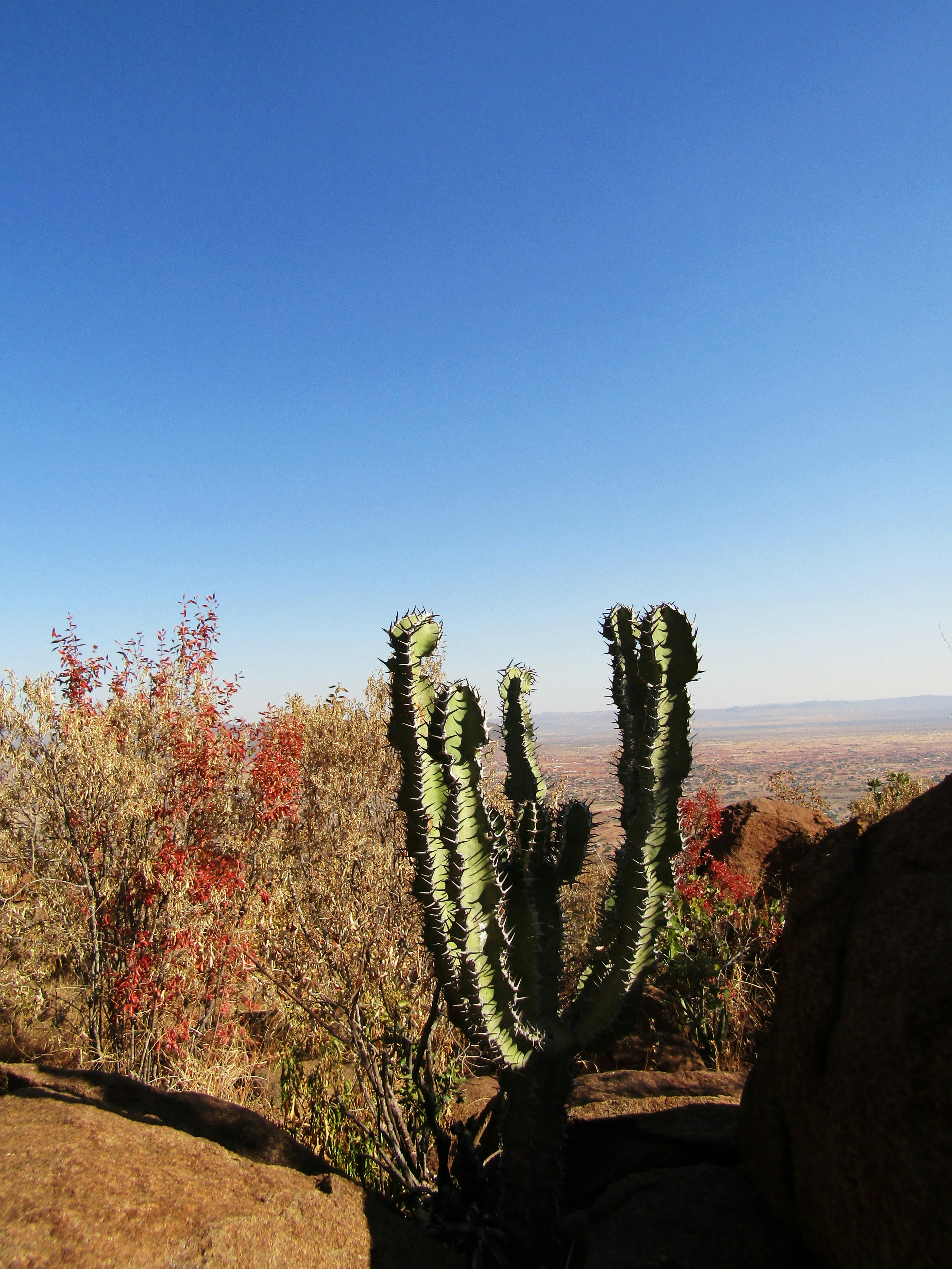 Barrel cactus standing tall in rocky desert