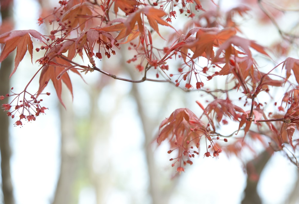 Hojas rojas en la rama de un árbol