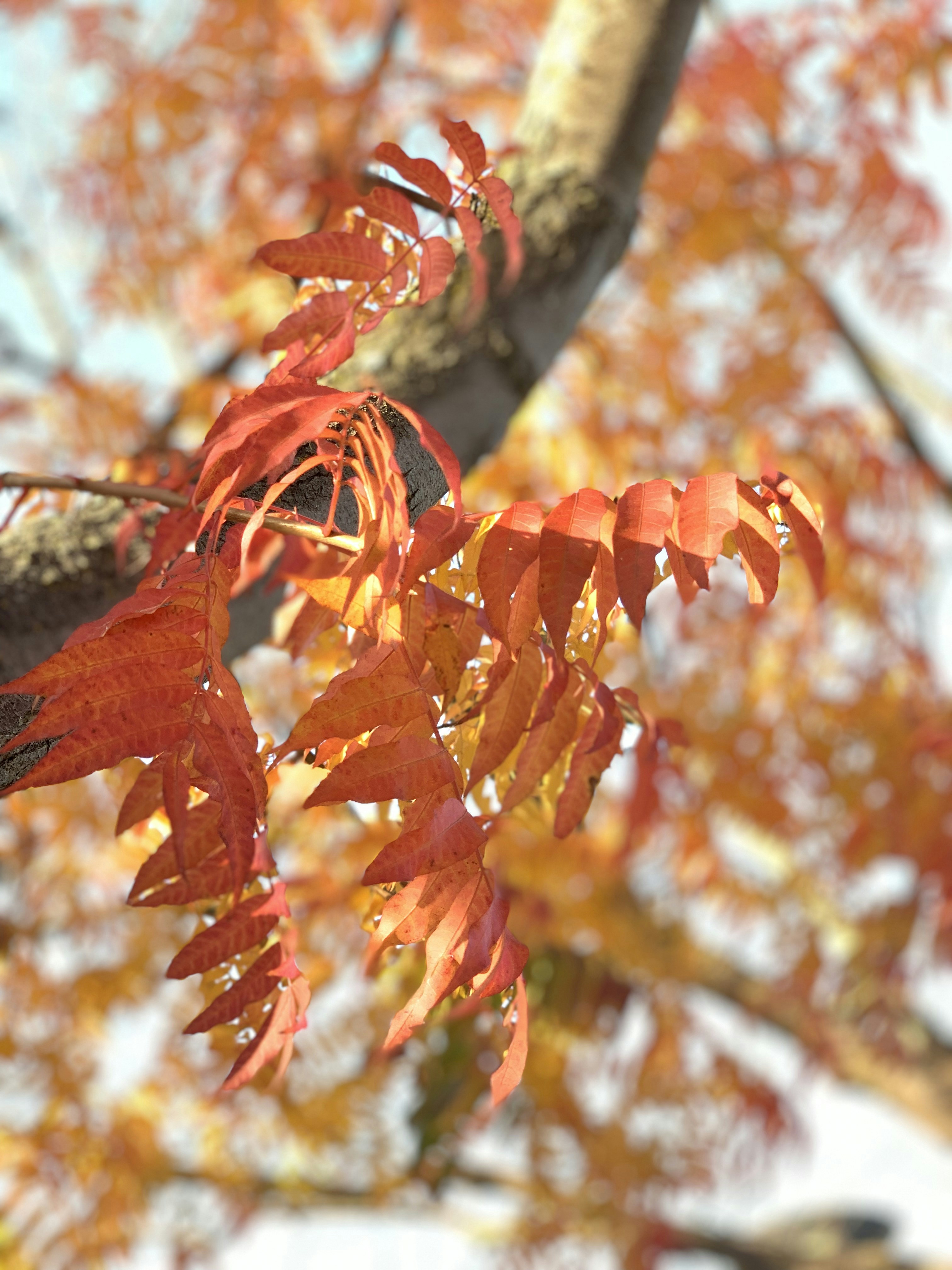 brown leaves in tilt shift lens