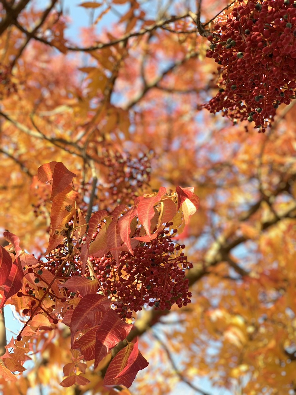 brown leaves on brown tree