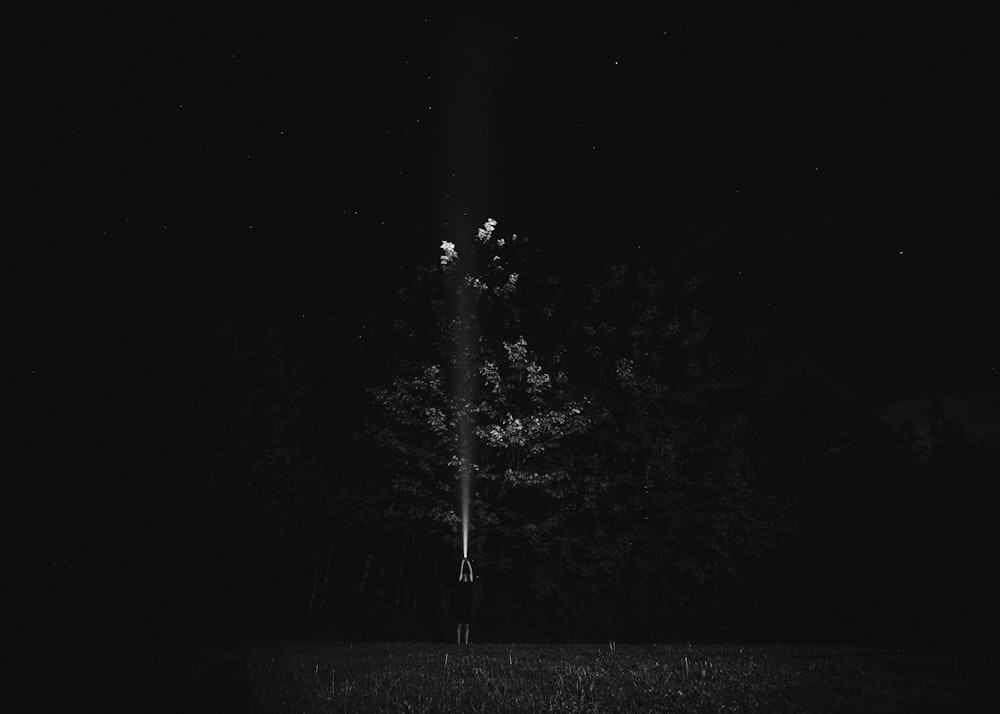 grayscale photo of trees during night time