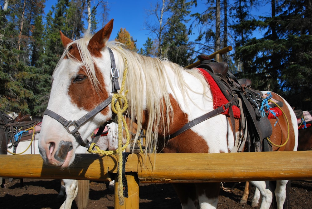 cavallo bianco e marrone su recinzione di legno marrone durante il giorno