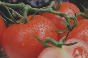 Tomate fresco
