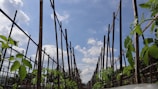 Rows of vibrant vegetables growing in neat garden beds under a clear blue sky.