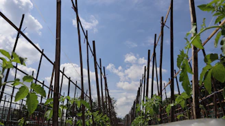 Children planting a garden together under a sunny sky.