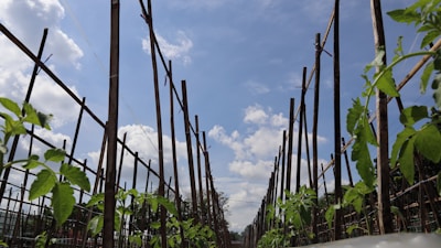 A cozy garden corner featuring squash and beans climbing trellises beneath a clear blue sky.